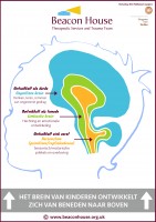 3 stages of braindevelopment